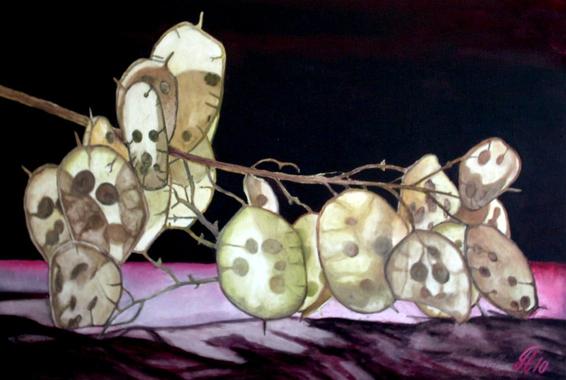 Judas-Silberling (Lunaria annua)