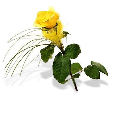 Diese rote Rose widme ich "Deutschlands"Zukunft"