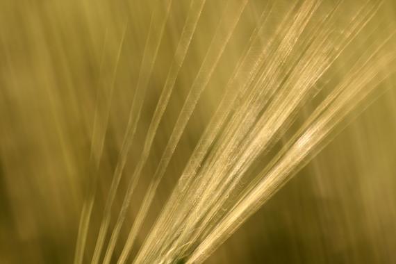 Getreidegold