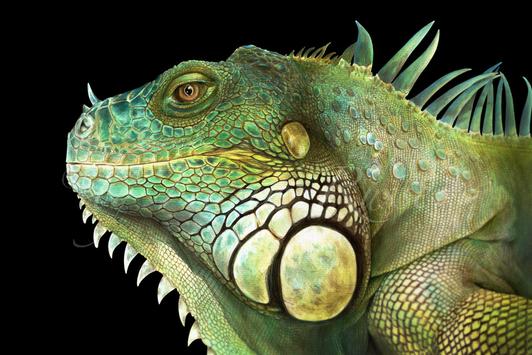 IGUANA