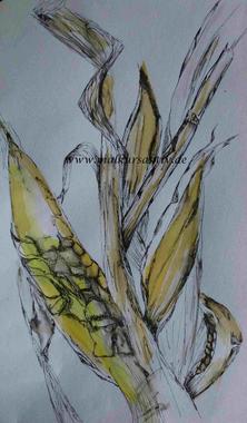 Mais - Zeichnung