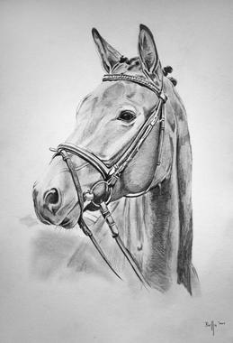 Pferd zeichnen lassen vom Foto