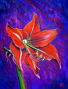 Amaryllis