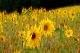 Sonnenblumen - Foto mit Wischeffekt.