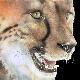 CHEETAH - Aquarell-Portrait eines Geparden